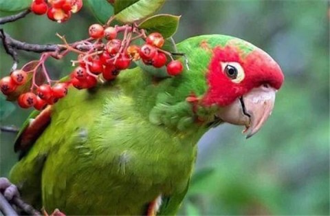 When is the moulting period for parrots? 8 things to note during parrot moulting season!