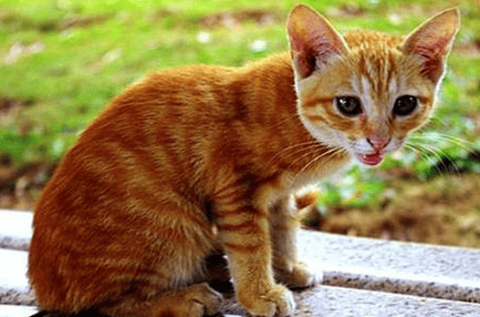 The benefits of feeding oxytetracycline to cats