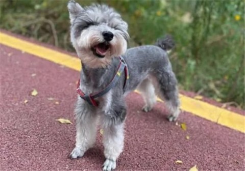 How much does a Schnauzer dog cost?