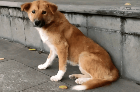 Yellow Dog with Four Legs and White Dog Sutra