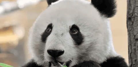 Interesting little-known things about giant pandas