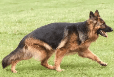 Differences between Black-backed Dogs and German Shepherds Picture Comparison