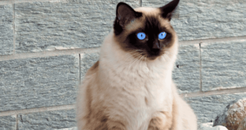 The top ten most popular cats. Is your “favorite cat” on the list?