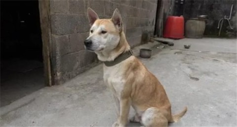 What breed is Yellow Dog Baimian?