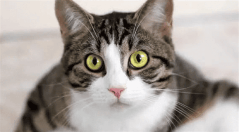 These characteristics of cats are manifestations of a 