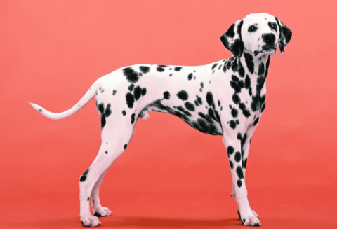 Violent dogs banned in cities: Dalmatian dogs