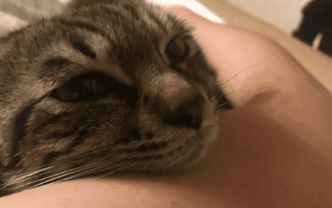 Cats like to lick people’s armpits