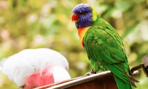 How to let a parrot know you love it? Learn these tricks and let your parrot enjoy your care!