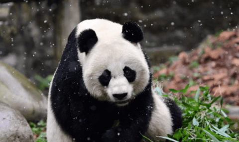 How much do you know about the living environment of giant pandas?