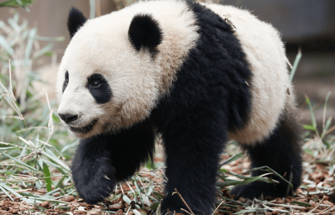 Giant pandas add unique charm to nature