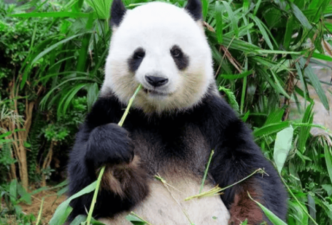 Why are pandas the only vegetarian among bears? Is it forced by the situation, or is it just a hobby?