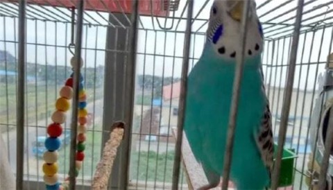 A good way to get your parrots to stop biting is to let them get to know you!