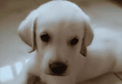 How much does a Labrador puppy cost? Show grade Labrador is more expensive