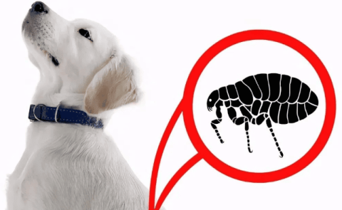 What should I do if my dog ​​has fleas? These 5 