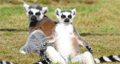 Is it legal to keep a lemur as a pet?