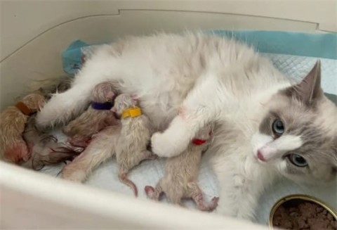 Does a cat need to take any supplements after giving birth to kittens?