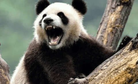 Is the bite force of the giant panda really second only to that of the polar bear?