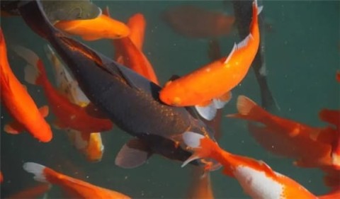 5 common parasitic diseases in goldfish, and how to prevent and treat them?