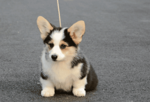 How much does a black, white, and yellow corgi cost?