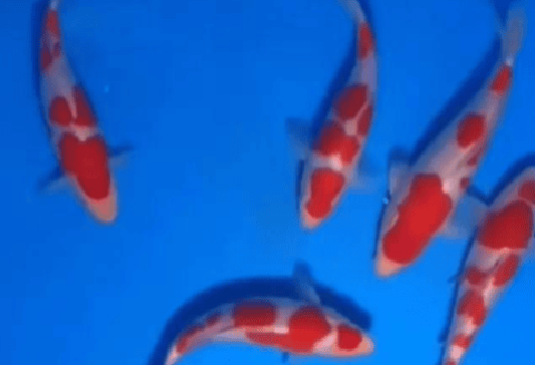 Koi originated in China, but why is Japanese koi so popular around the world? There are these reasons