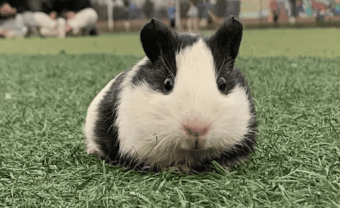 Reveal the reproductive cycle of guinea pigs and easily master breeding techniques