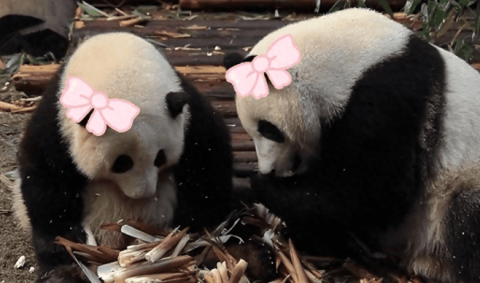 Outrageous! Giant panda and leaf become 