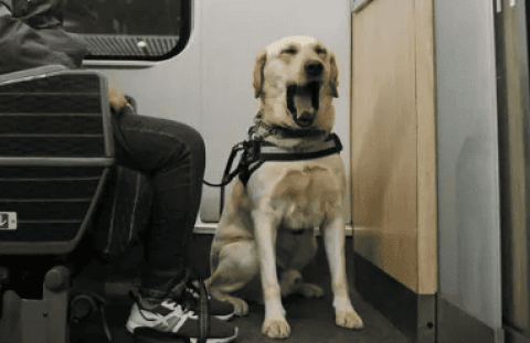 Do guide dogs need to buy tickets to take the high-speed rail?