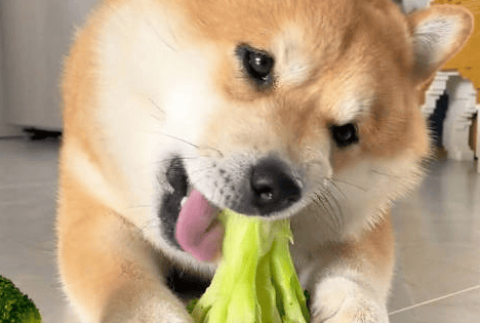 Can dogs eat broccoli?