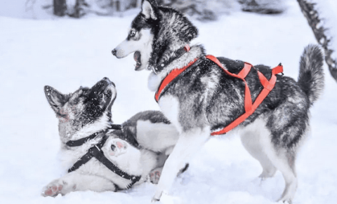 Is it normal for dogs to shiver when they sleep indoors in the winter?