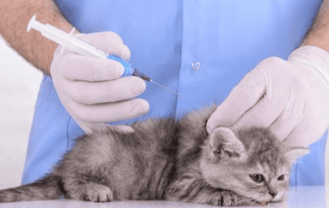 Do cats need annual vaccinations?