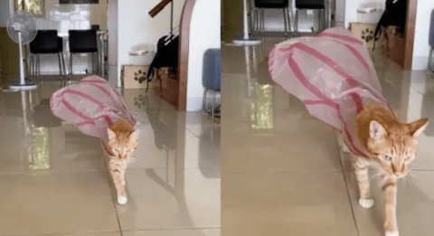 The orange cat put on a plastic bag and showed off his most confident look, which made people look full of questions!