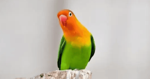 Can peony parrots talk?