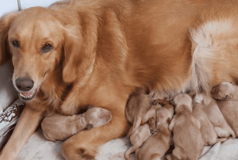 What can dogs eat after giving birth that is nutritious and provides milk?