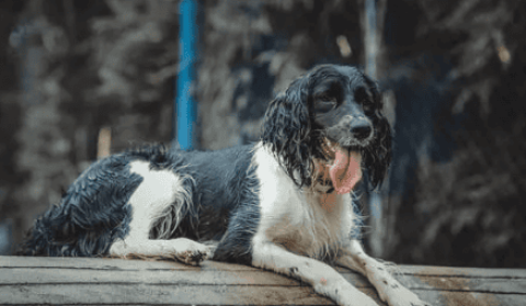 How much does a drug detection dog Springer Spaniel cost?