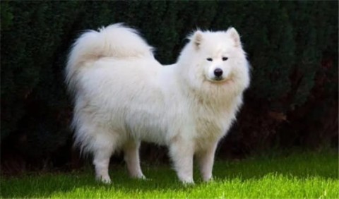 The Difference Between Desert and Samoyed