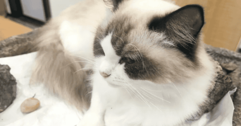 How meritorious is saving a cat?