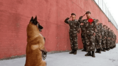 Pictures of military dogs saluting