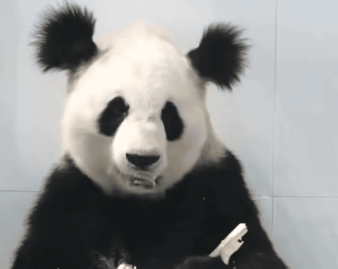 Official confirmation: Giant panda Xiaoya died of uremia