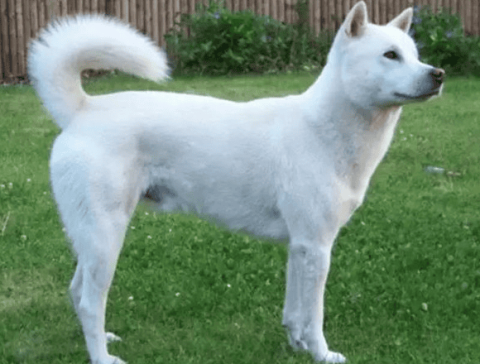 How much does a Kishu dog cost?