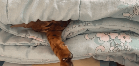 Why does the cat get under the sheets?