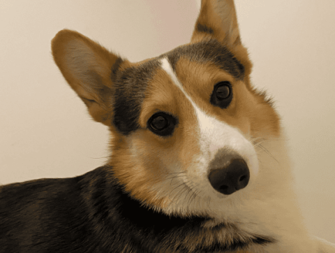 Which one looks better, the yellow-headed three-color corgi or the black-headed three-color corgi?