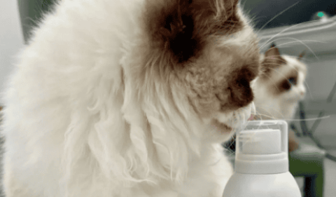 Can cats use human shower gel when bathing?