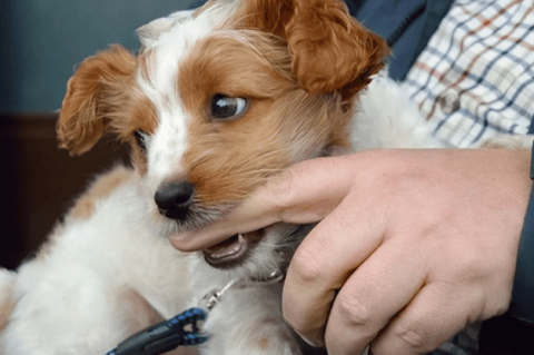 The dog’s “sensible” performance, scoring three or more points, indicates that the dog has been taught well.