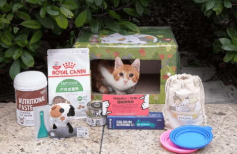 Allowing stray cats to be pampered, the Magic Cat Box and TA Shanghai’s joint charity cat box have become popular