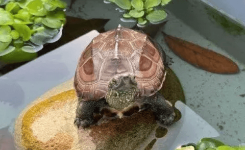 Three things to pay attention to when breeding turtles in late spring