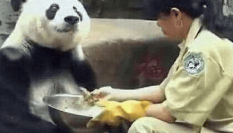 Giant pandas are obviously very powerful, but why do we always see cute ones?