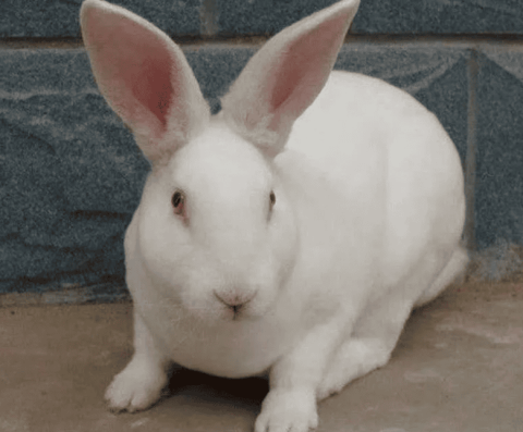 Types and solutions of female rabbit infertility