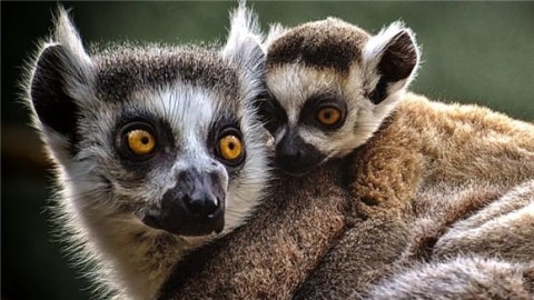 What animals do lemurs eat?