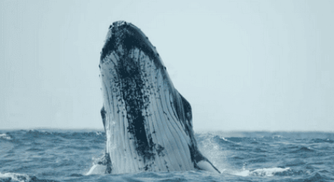 Whales: giant singers of the deep sea