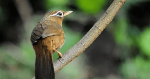 What are the beautiful names, shapes and habits of thrushes?